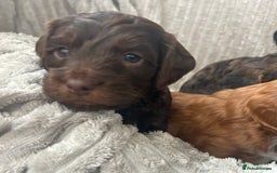 Cockapoo dogs for sale: Cockapoo Puppies - Image 8