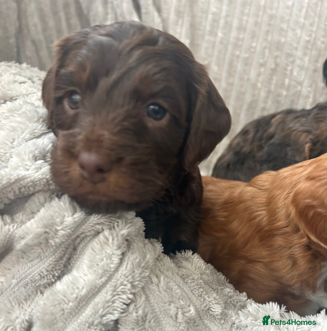 Cockapoo dogs for sale: Cockapoo Puppies - Image 8