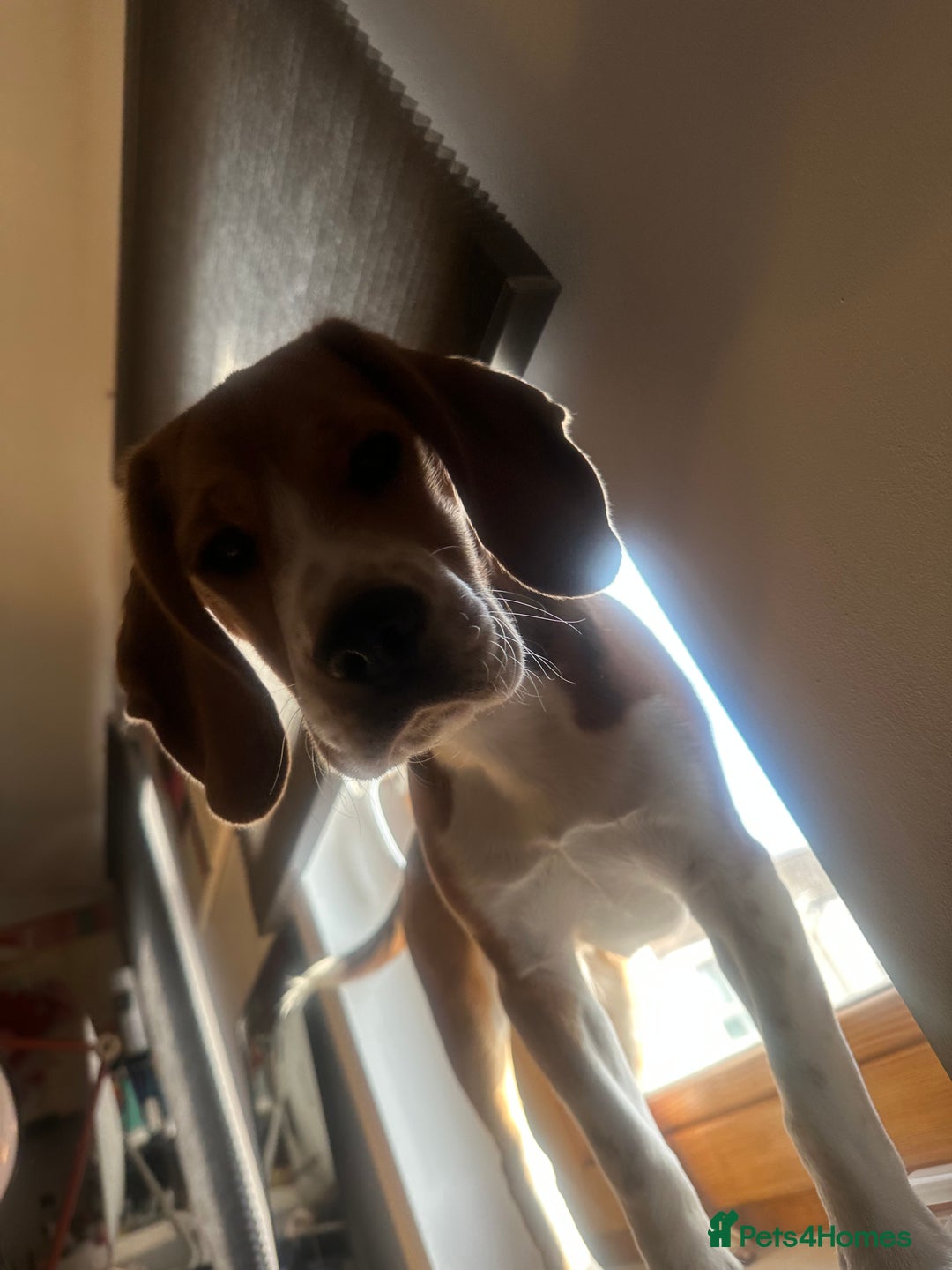 Beagle dogs for sale: Beautiful boy Beagle nearly 6 months old  - Image 9