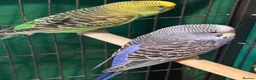 Budgerigars birds for sale: 8 week old baby budgies available in Runcorn - Advert 18