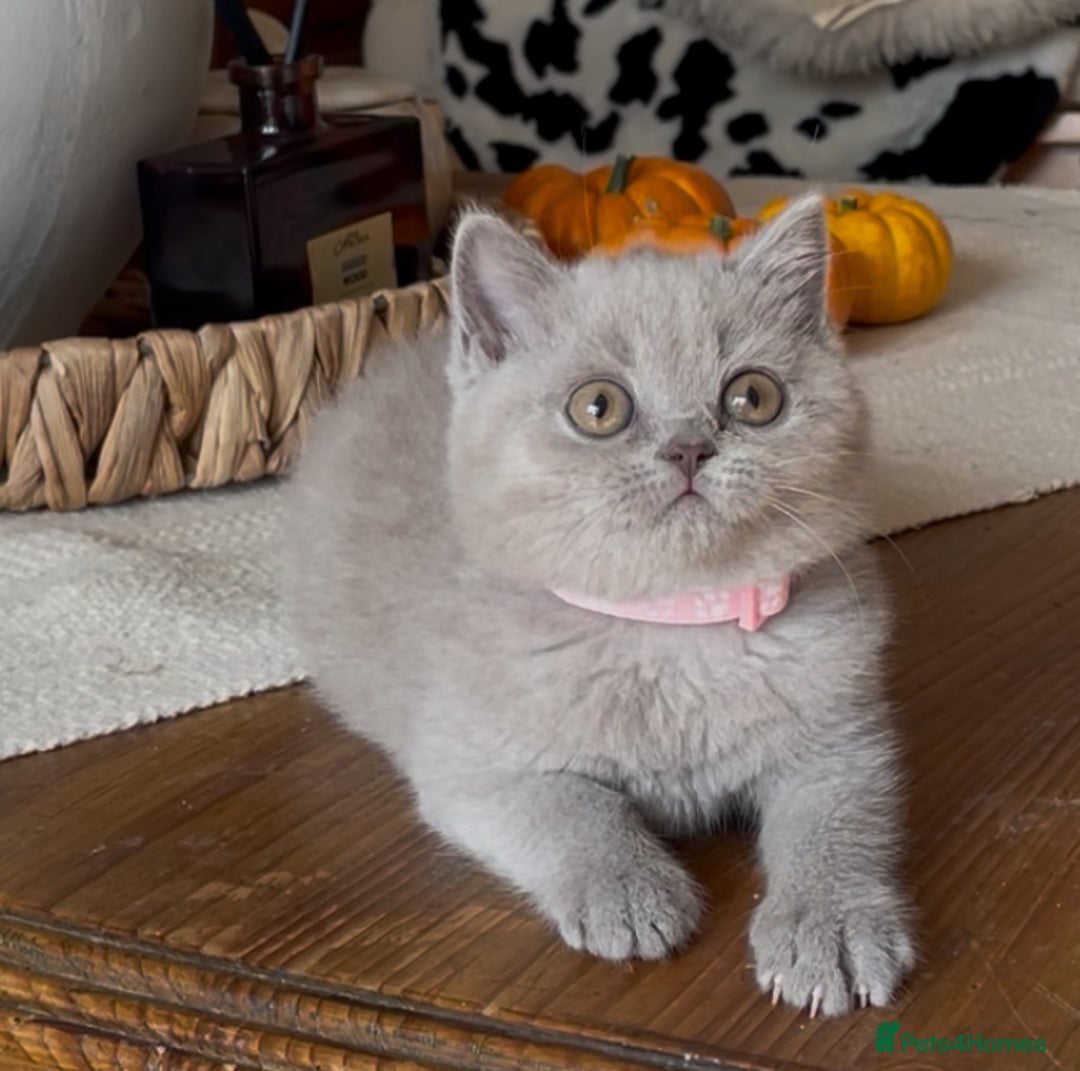 British Shorthair cats for sale: Beautiful Lilac BSH champion Line kittens - Image 22
