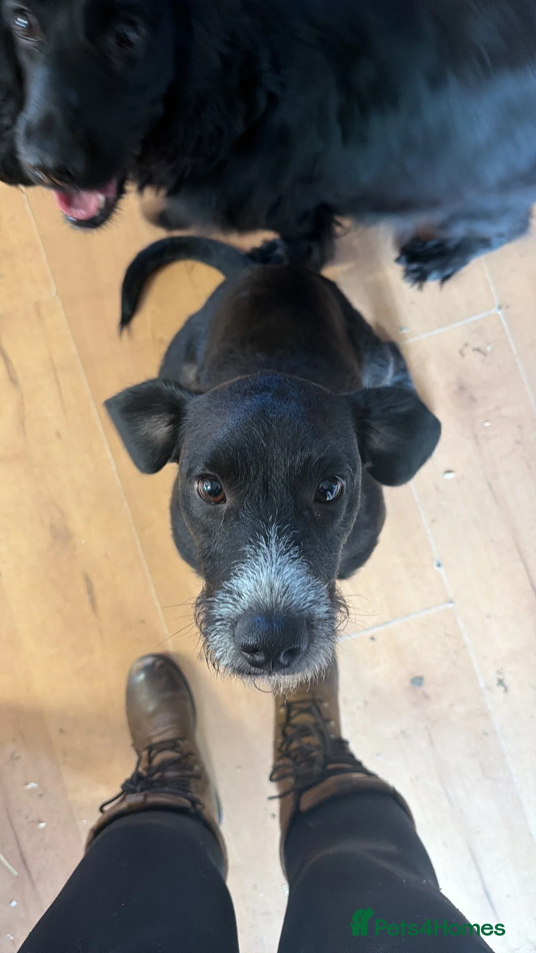 Mixed Breed dogs for sale: Patterdale spaniel for rehoming - Advert 2
