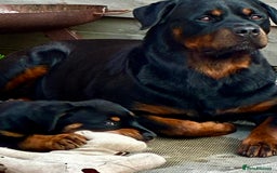Rottweiler dogs for stud: •PROVEN •Very experienced stunning Rottweiler Stud in Doncaster - Image 3