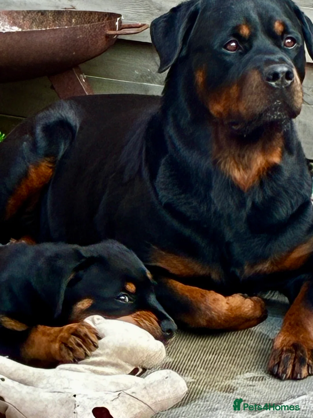 Rottweiler dogs for stud: •PROVEN •Very experienced stunning Rottweiler Stud in Doncaster - Advert 4