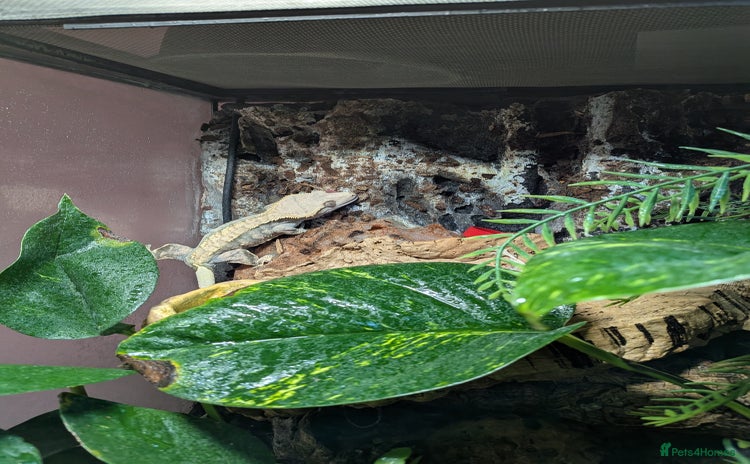 Gecko reptiles - Advert 1