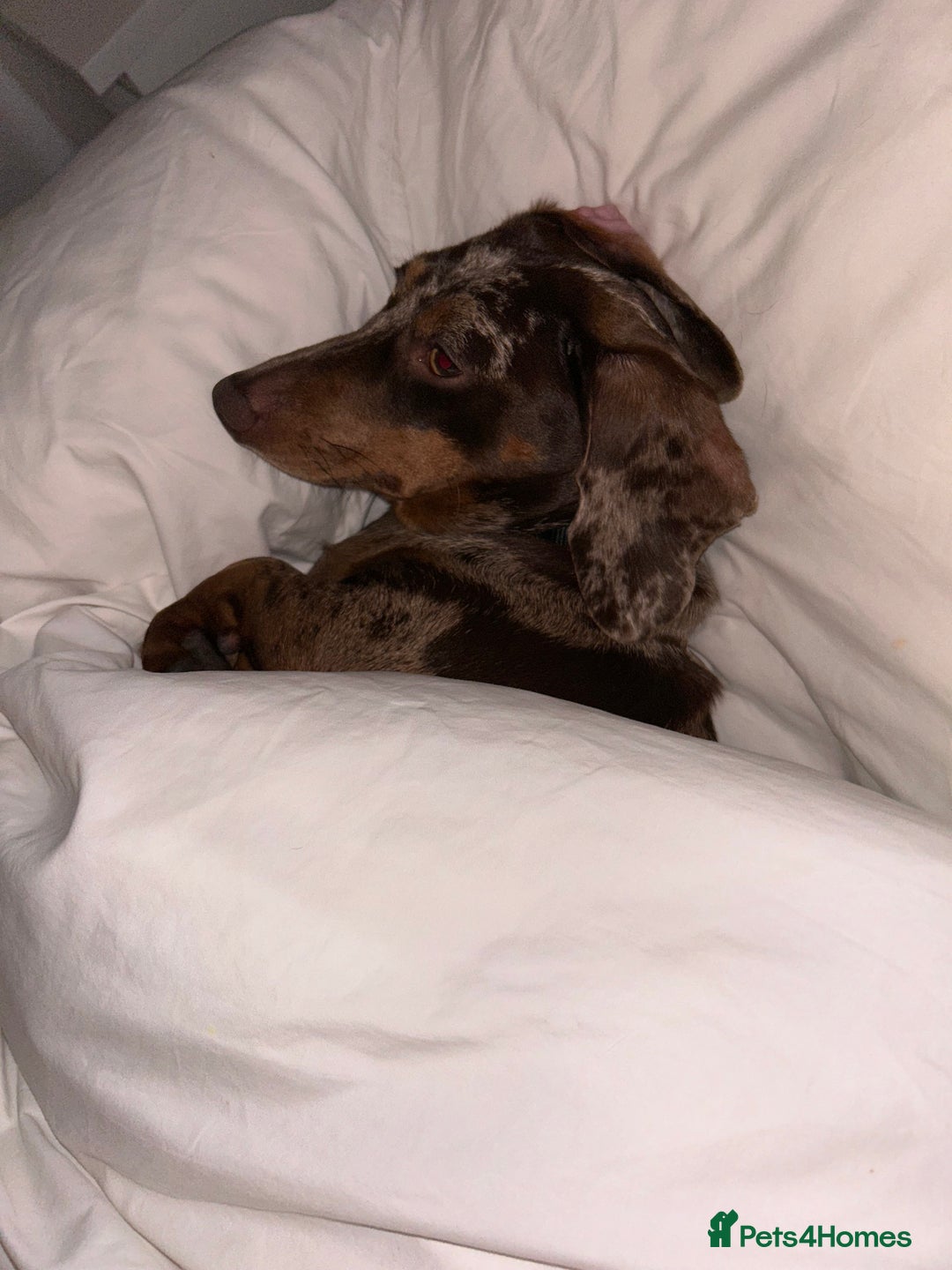 Miniature Dachshund dogs for sale: Dachshund for Rehoming  in Morecambe - Advert 3