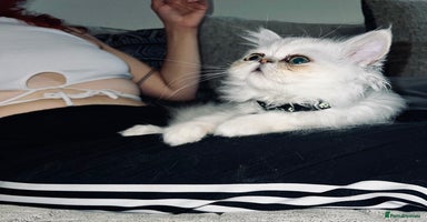 Persian cats - Advert 4