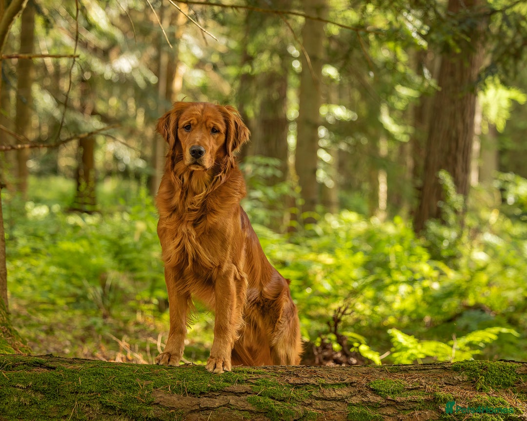 Golden Retriever dogs for stud: Fully health tested stud dog  - Advert 4
