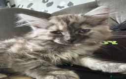 Mixed Breed cats for sale: Kitten for sale  - Image 7