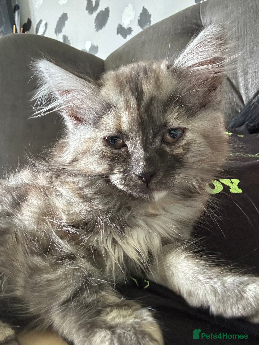 Mixed Breed cats for sale: Kitten for sale  - Image 7