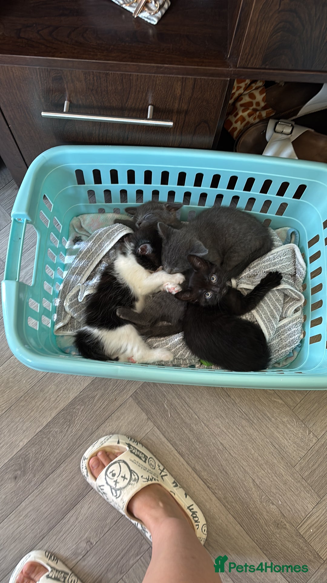 Mixed Breed cats for sale: British short hair kittens  - Image 5