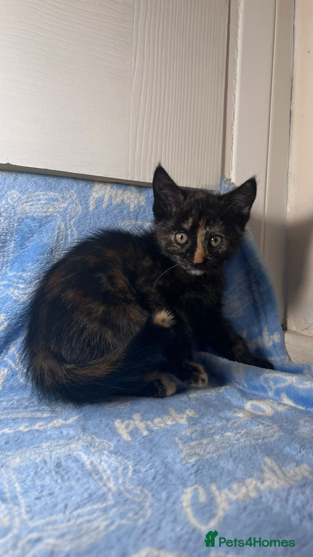 Mixed Breed cats for sale: 3 Lovely Kittens - Image 6