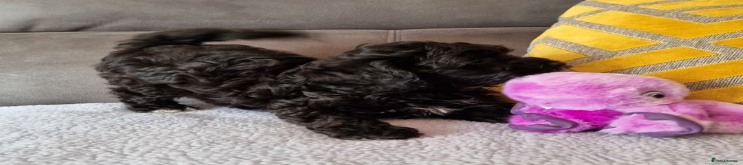 Cockapoo Puppy 2