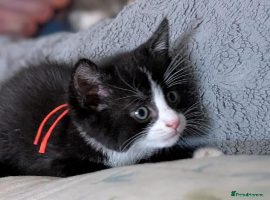 Domestic Shorthair cats Domestic Shorthair Kittens - Advert 2