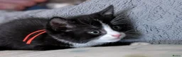 Domestic Shorthair cats for sale: Domestic Shorthair Kittens - Advert 5