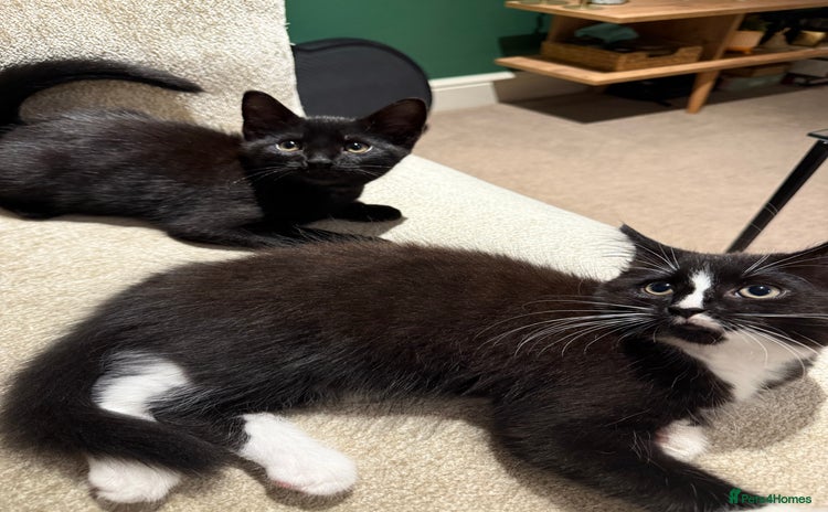 Mixed Breed cats - Advert 3