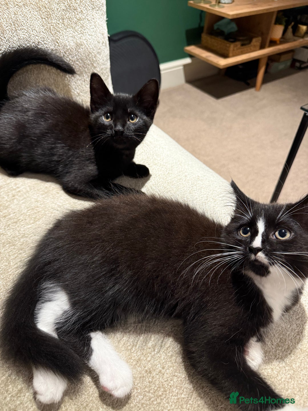 Mixed Breed cats for sale: 2 Lovely kittens ready for new homes  - Image 1