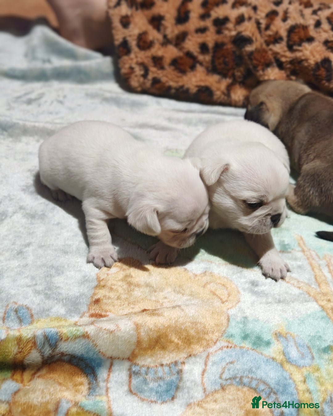 Frug dogs for sale: French bulldog x pug puppies for sale - Advert 11