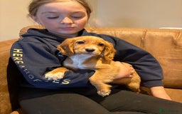 Cocker Spaniel dogs for sale: Cocker Spaniel Puppies - Image 1