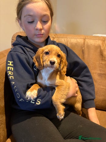 Cocker Spaniel dogs - Advert 4