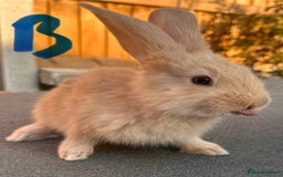 Continental Giant rabbits for sale: Baby giants  - Image 6