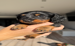 Miniature Dachshund dogs for sale: Pedigree Miniature Long hair Dachshund - Image 7