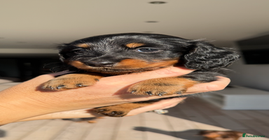 Miniature Dachshund dogs - Advert 13