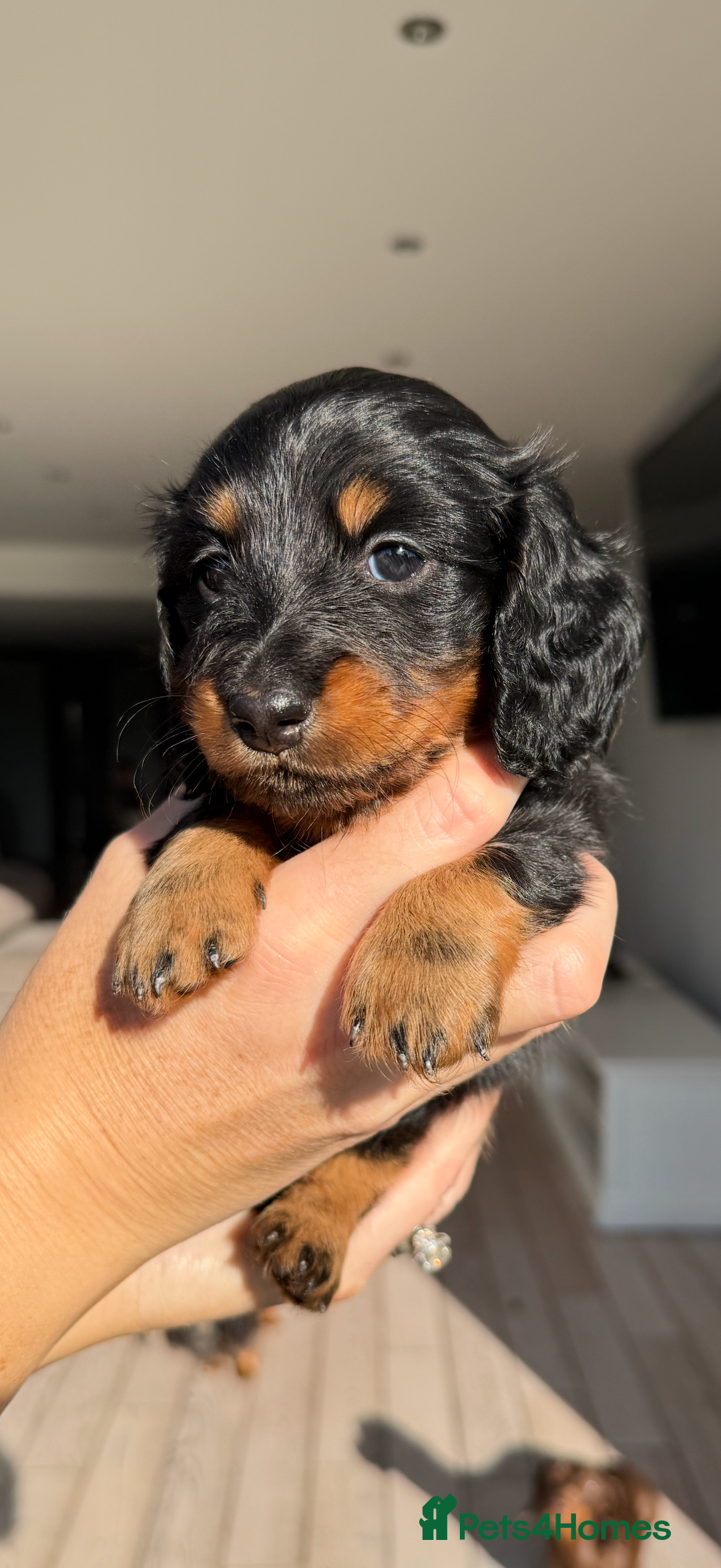 Miniature Dachshund dogs for sale: Pedigree Miniature Long hair Dachshund - Image 7