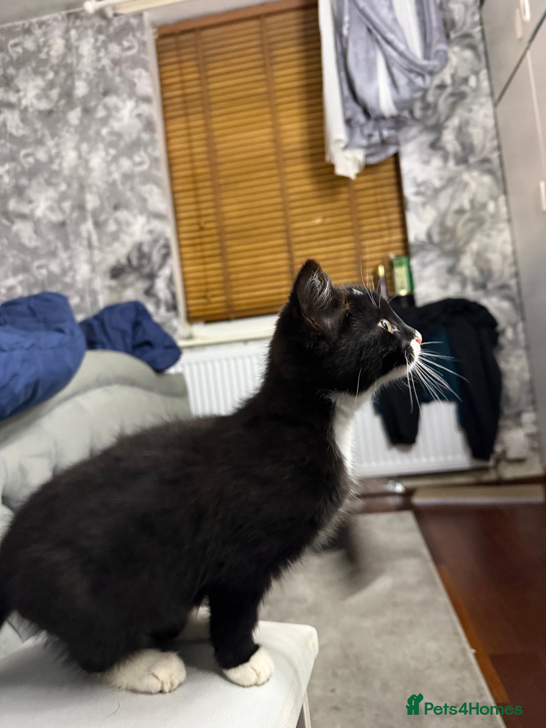 Mixed Breed cats for sale: 10-Week-Old Playful Kittens Seeking Loving Homes - Advert 6