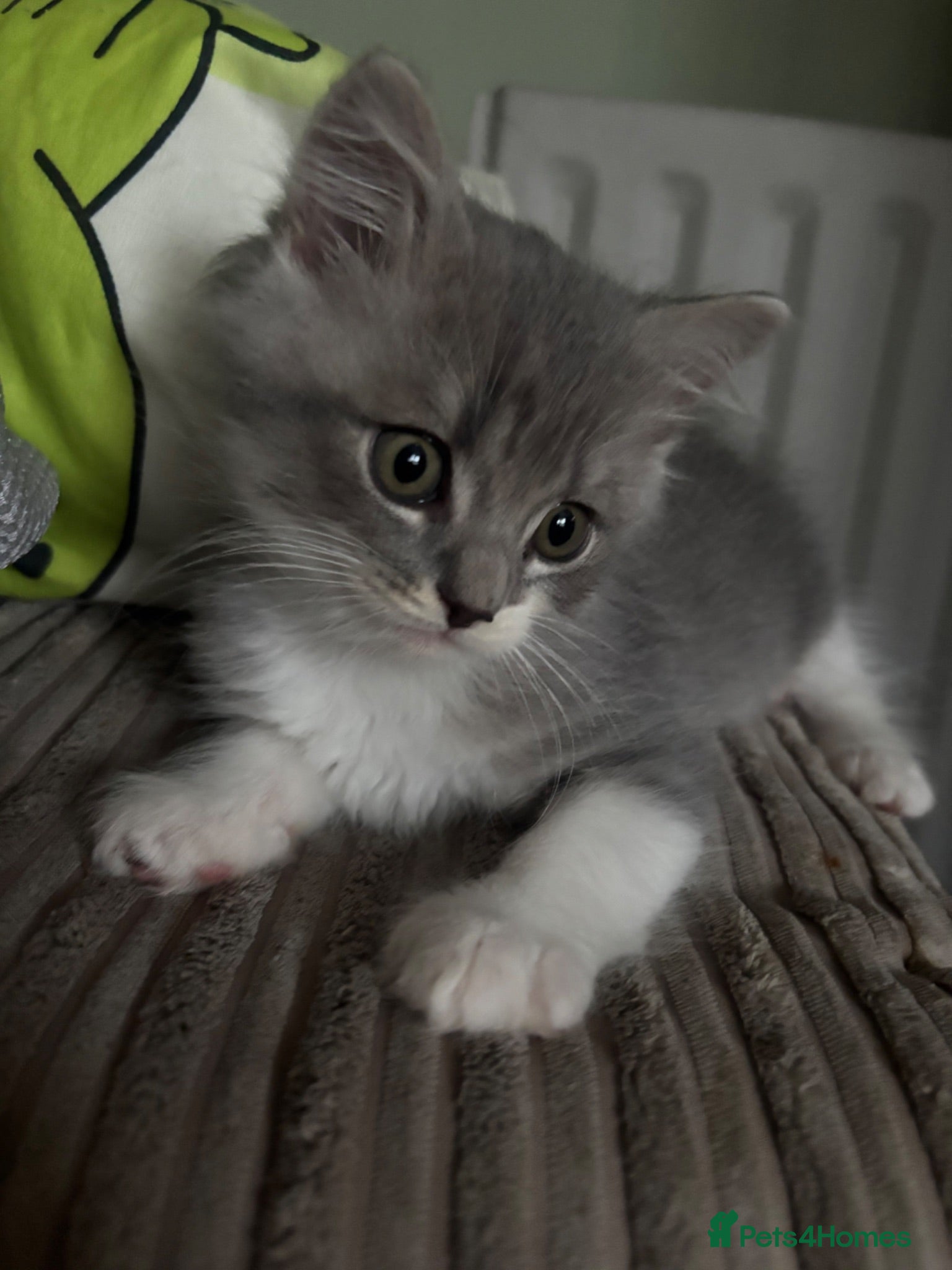 British Longhair cats Beautiful British Kittens 🐾  - Advert 2