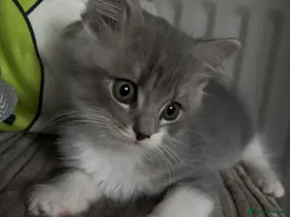 British Longhair cats Beautiful British Kittens 🐾 - Advert 2
