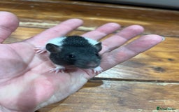 Rat rodents for sale: Pet rats for sale male and female Ava  - Image 5