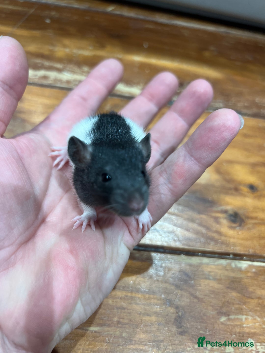 Rat rodents for sale: Pet rats for sale male and female Ava  - Image 5