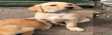 Labrador Retriever dark blue collar 