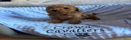 Toy Poodle dogs for sale: RED LINEAGE TINY KC HEALTH TOY POODLES LICENSED  - Advert 28