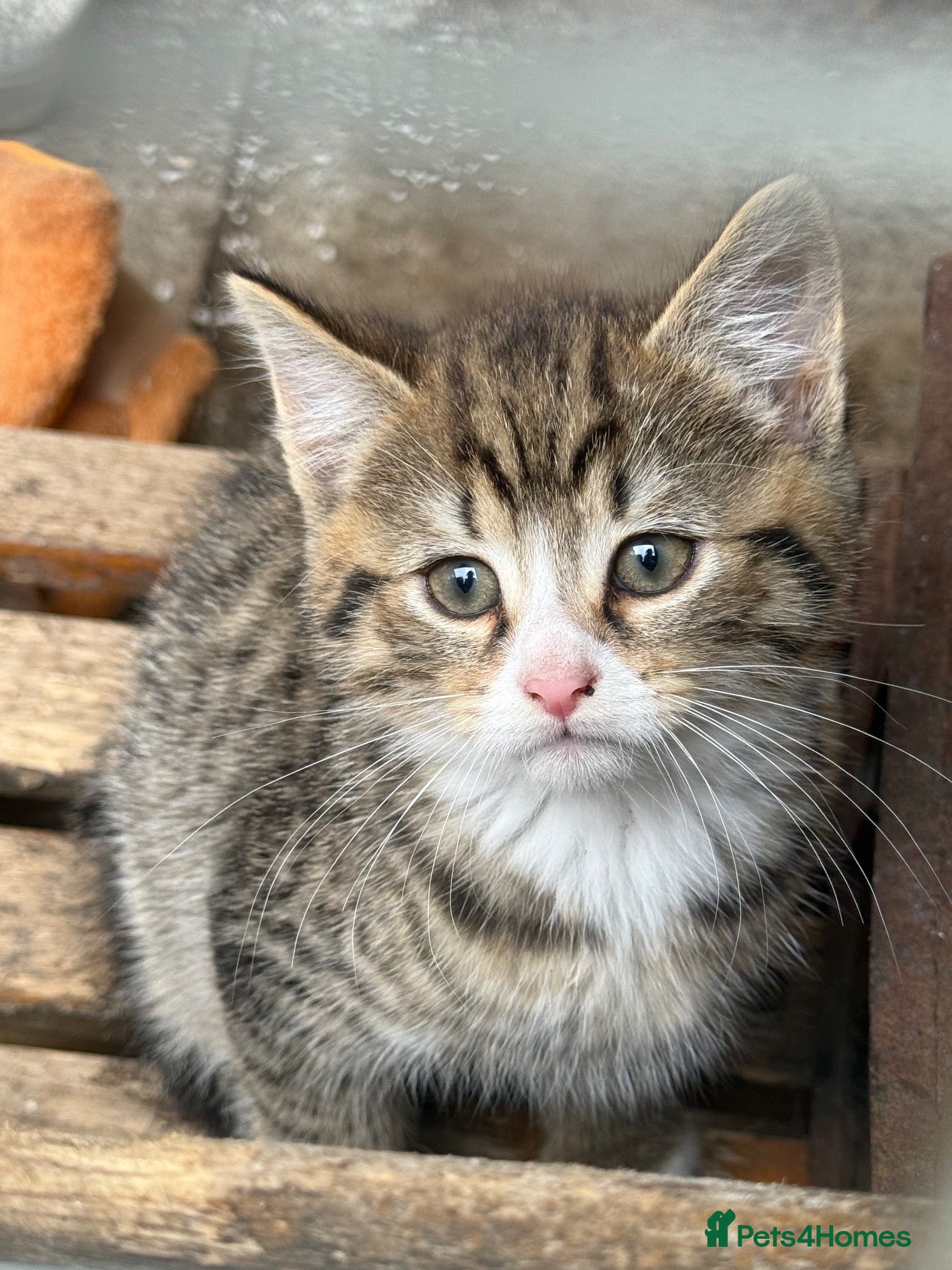 Mixed Breed cats Two beautiful Kittens  - Advert 2