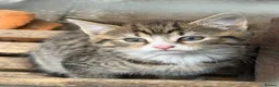 Mixed Breed cats for sale: Two beautiful Kittens  - Advert 1