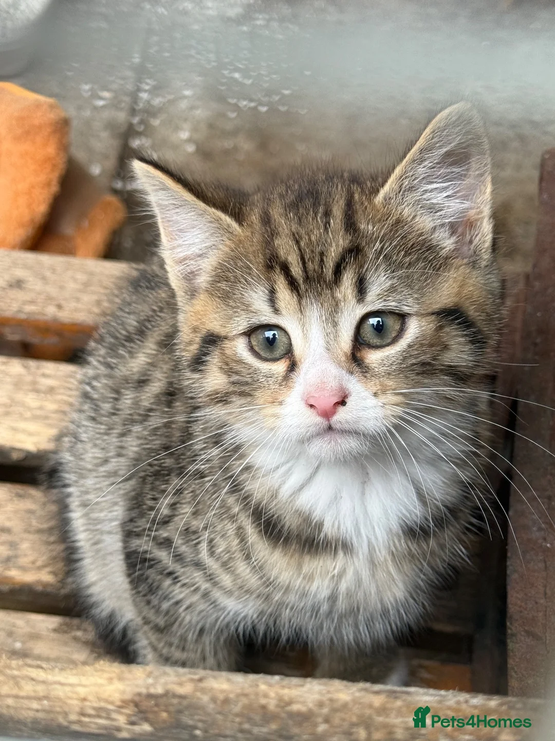 Mixed Breed cats for sale: Two beautiful Kittens  - Advert 1
