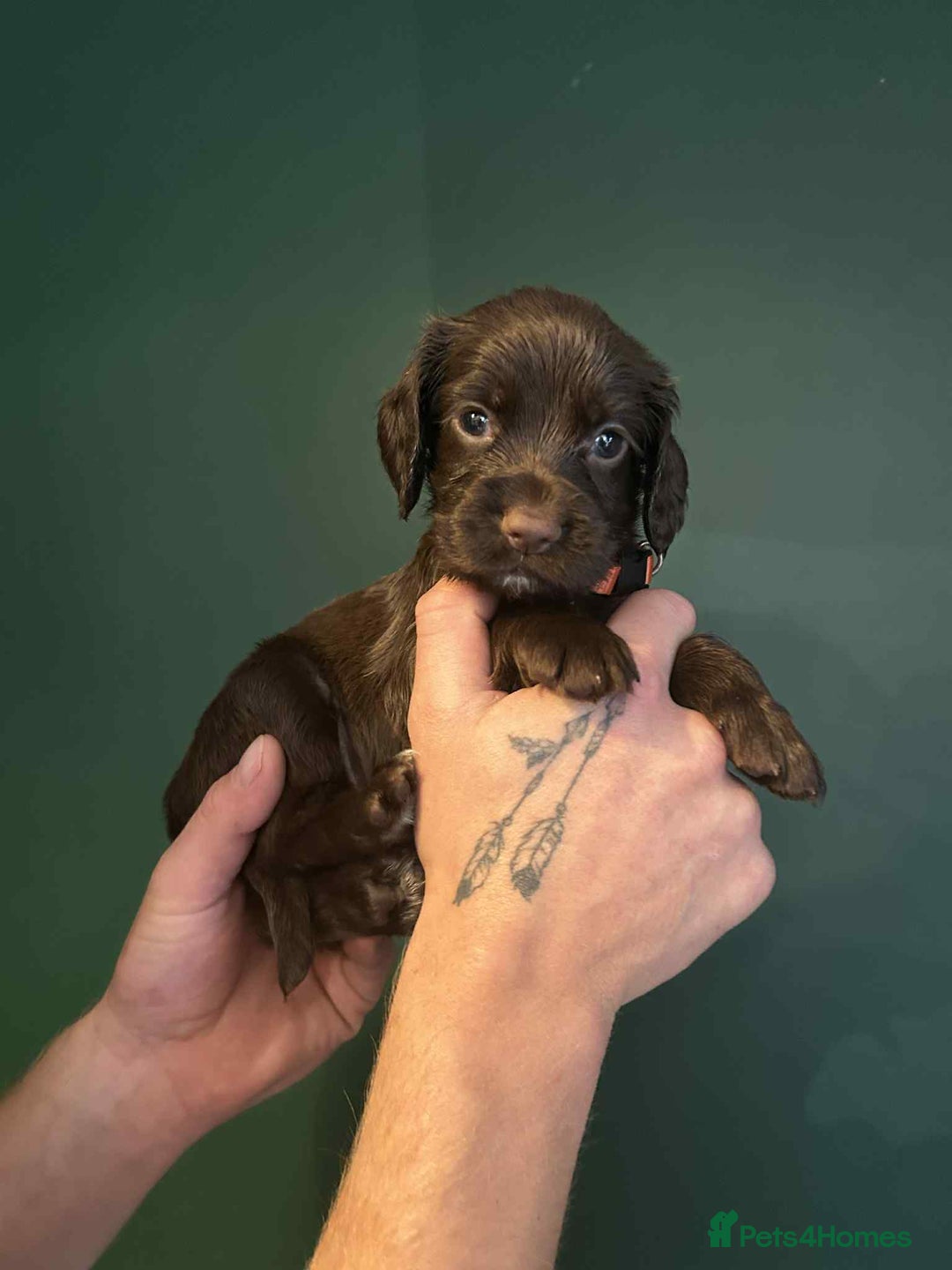 Sprocker dogs for sale: Truly Special Litter of Sprockers - Image 5