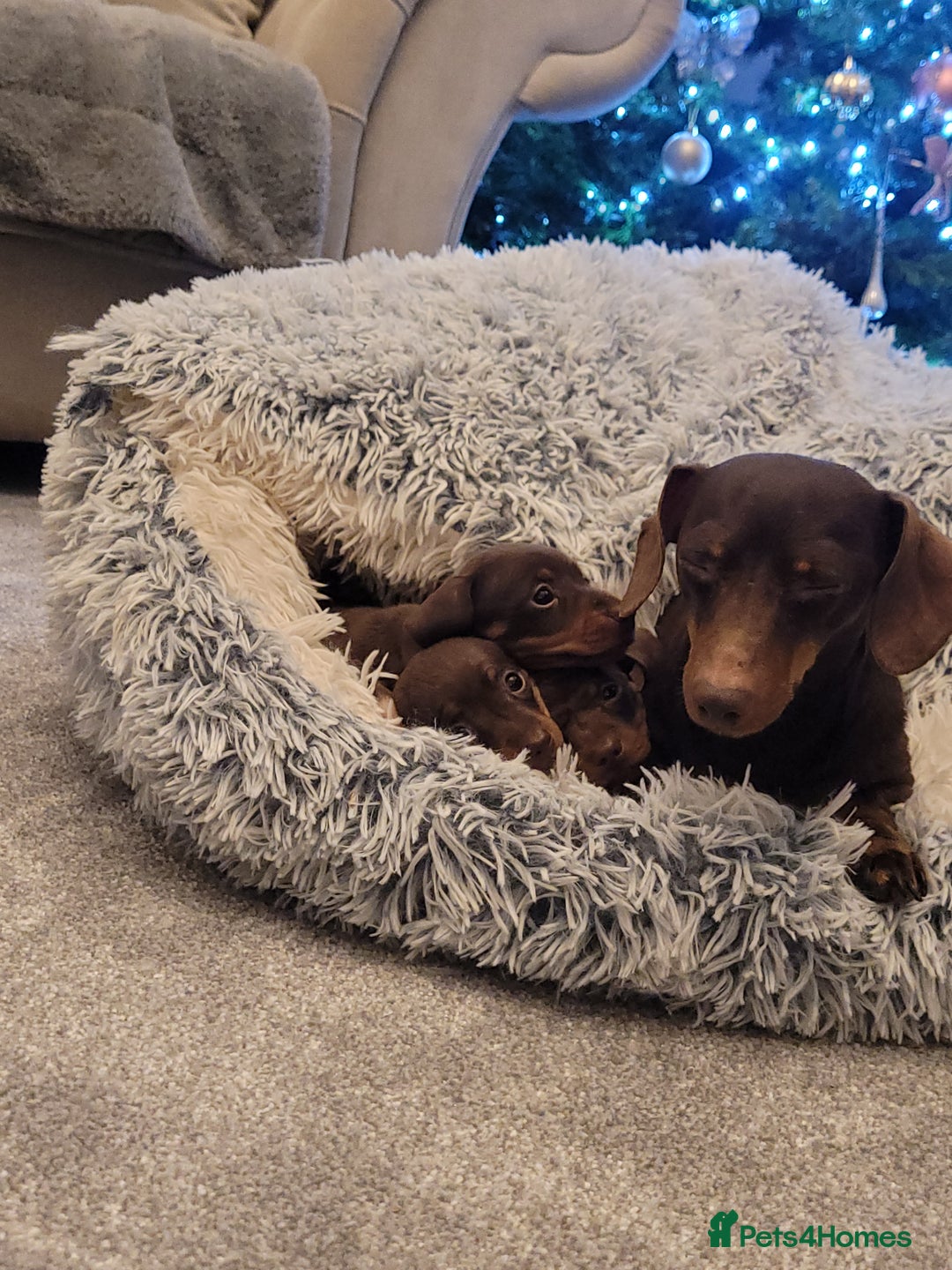 Miniature Dachshund dogs for sale: Miniature dachshund - Advert 4