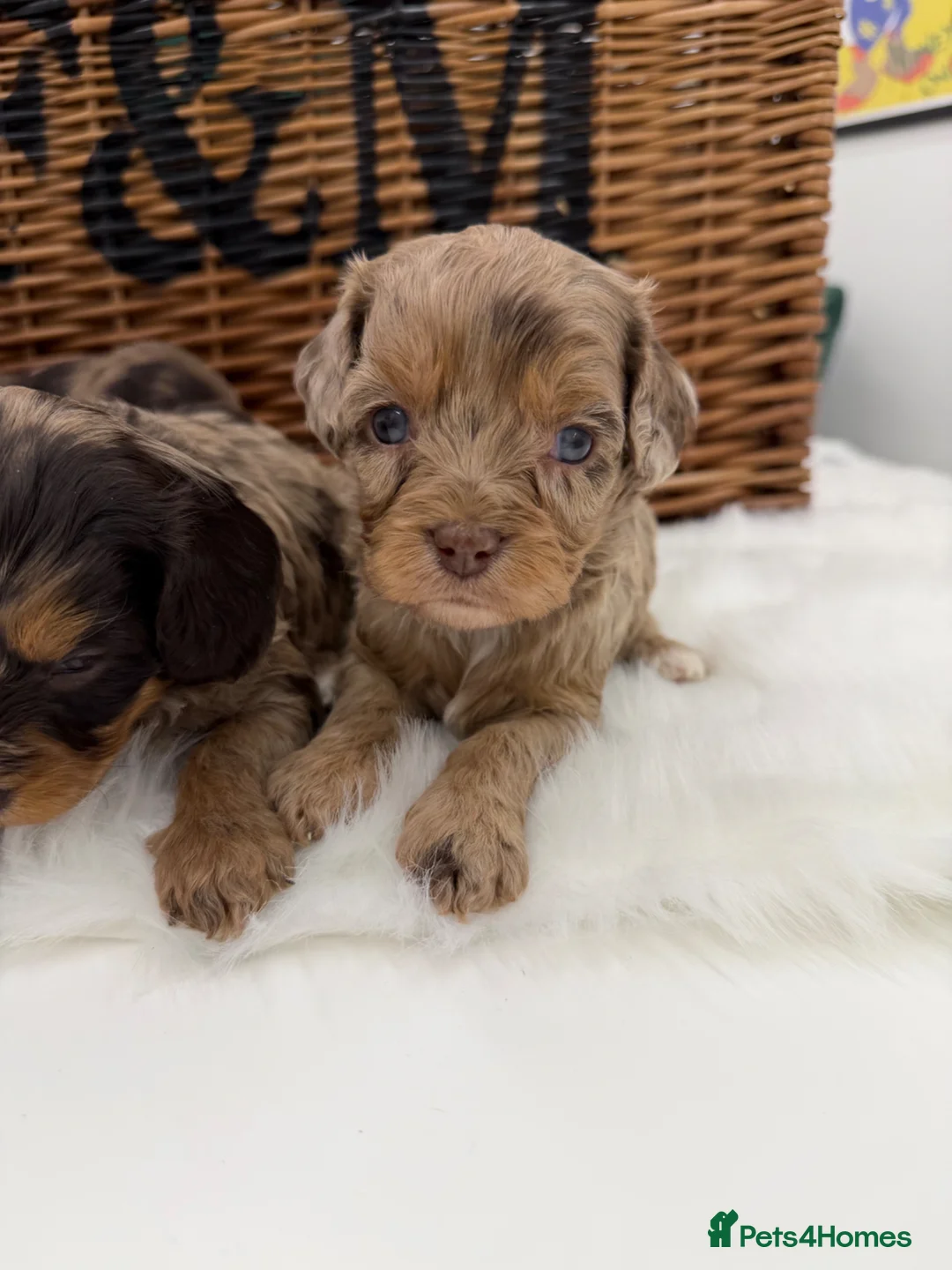 Cavapoo dogs for sale: F1 E ** tensively tested miniature cavapoos  in Romford - Advert 22