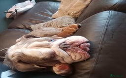 English Bulldog dogs for stud: English BullDog PaddytheBaddy for studd - Image 2