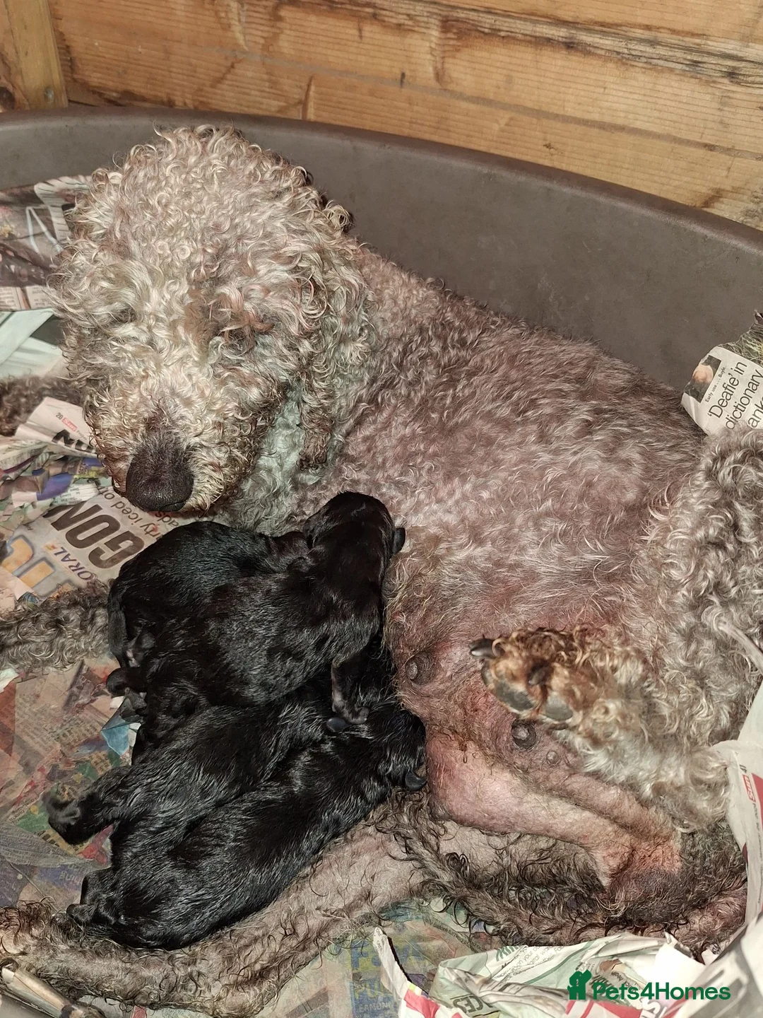 Mixed Breed dogs for sale: Beddy/jacks  in Girvan - Advert 2