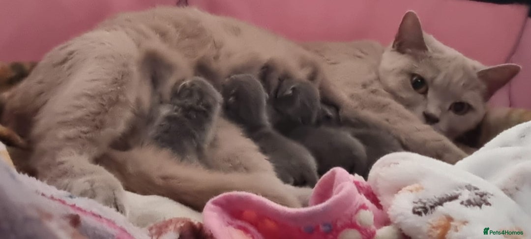 British Shorthair cats for sale: 4 Beautiful British short-hair Blue kittens  - Image 4