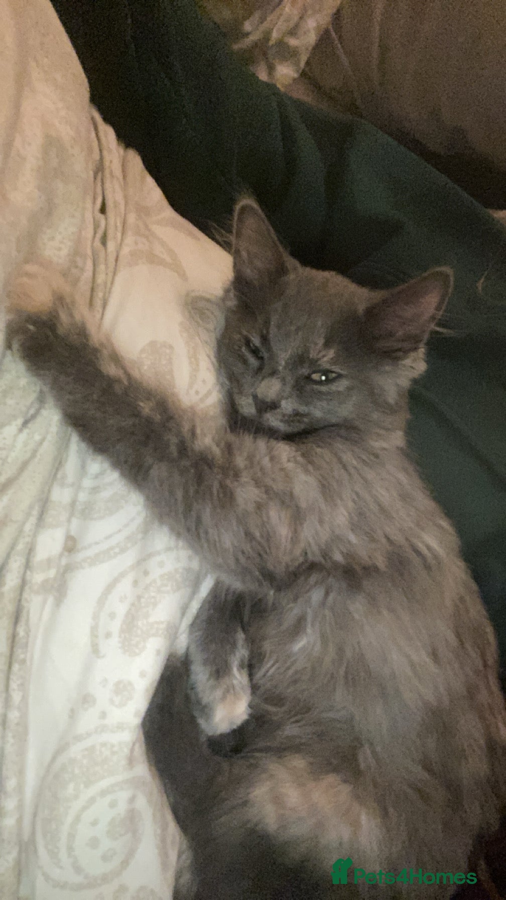 Mixed Breed cats Mixed breed  in Keighley - Advert 1