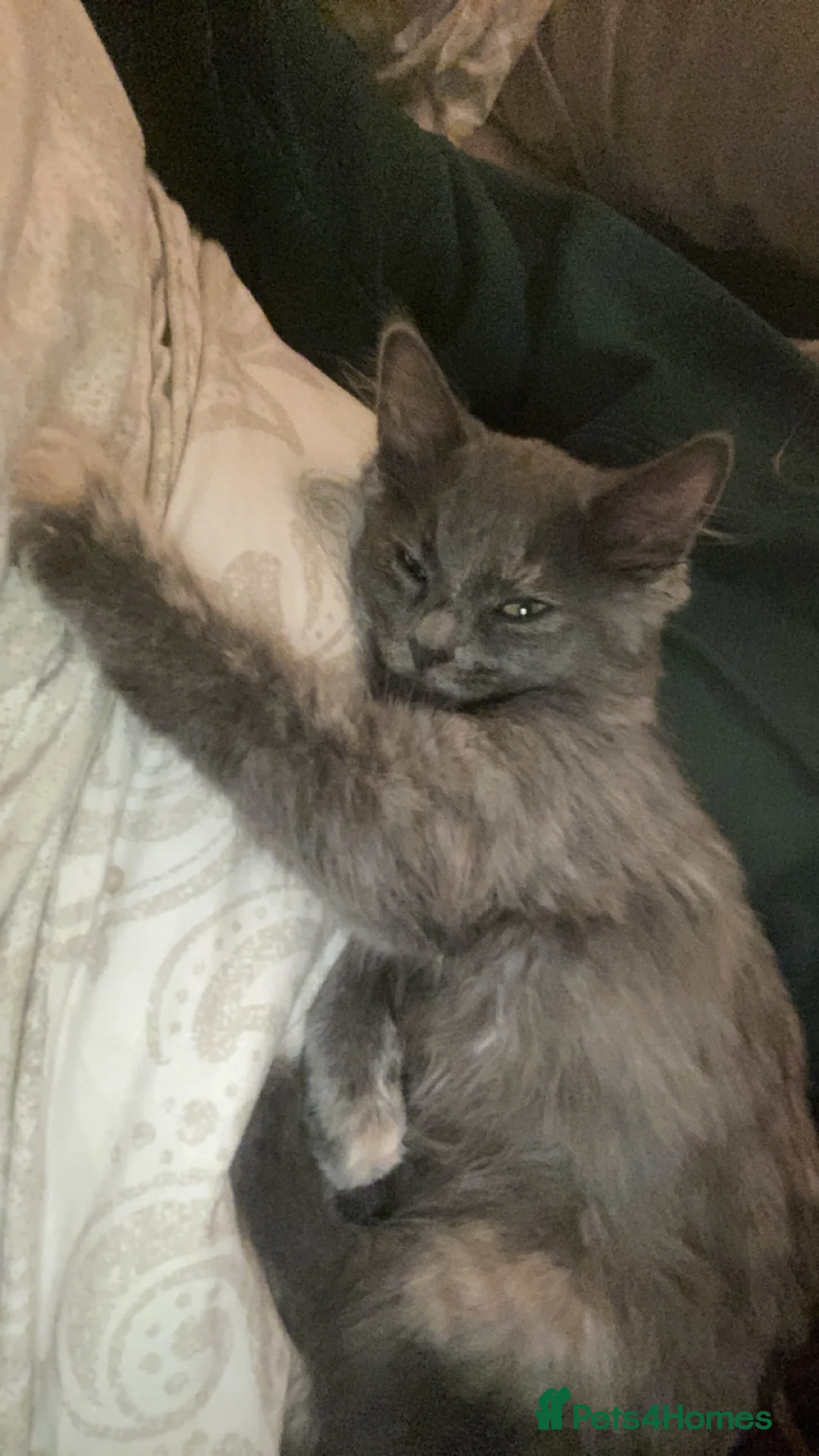 Mixed Breed cats for sale: Mixed breed  in Keighley - Advert 1