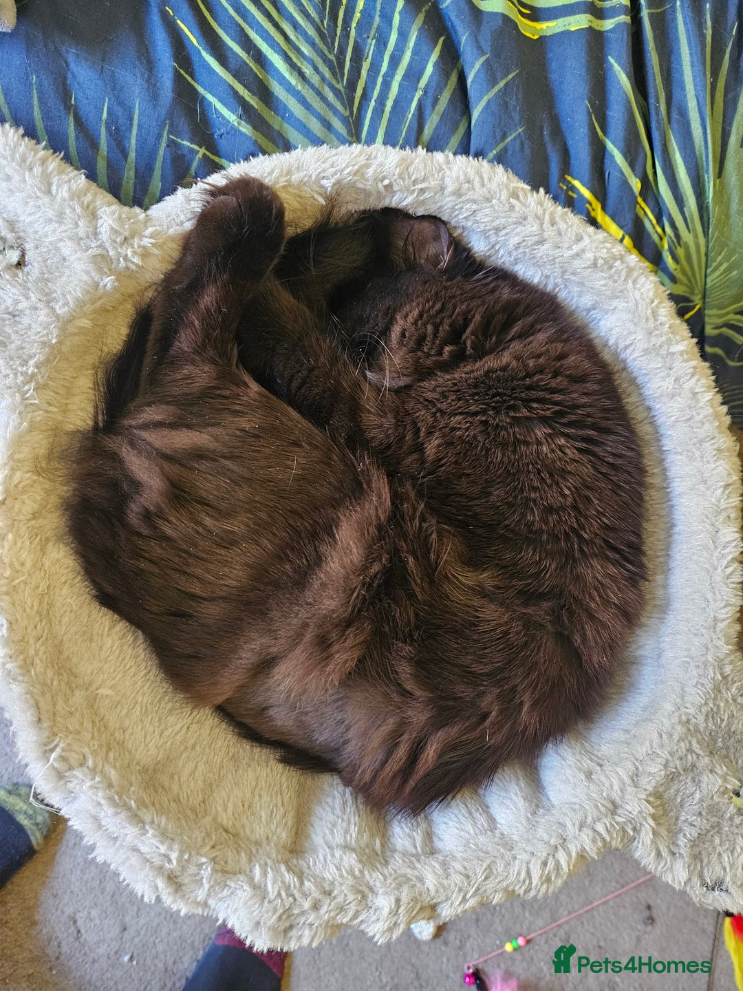 Ragdoll cats for sale: Brother & Sister 8month Ragdoll kittens for Home - Advert 7