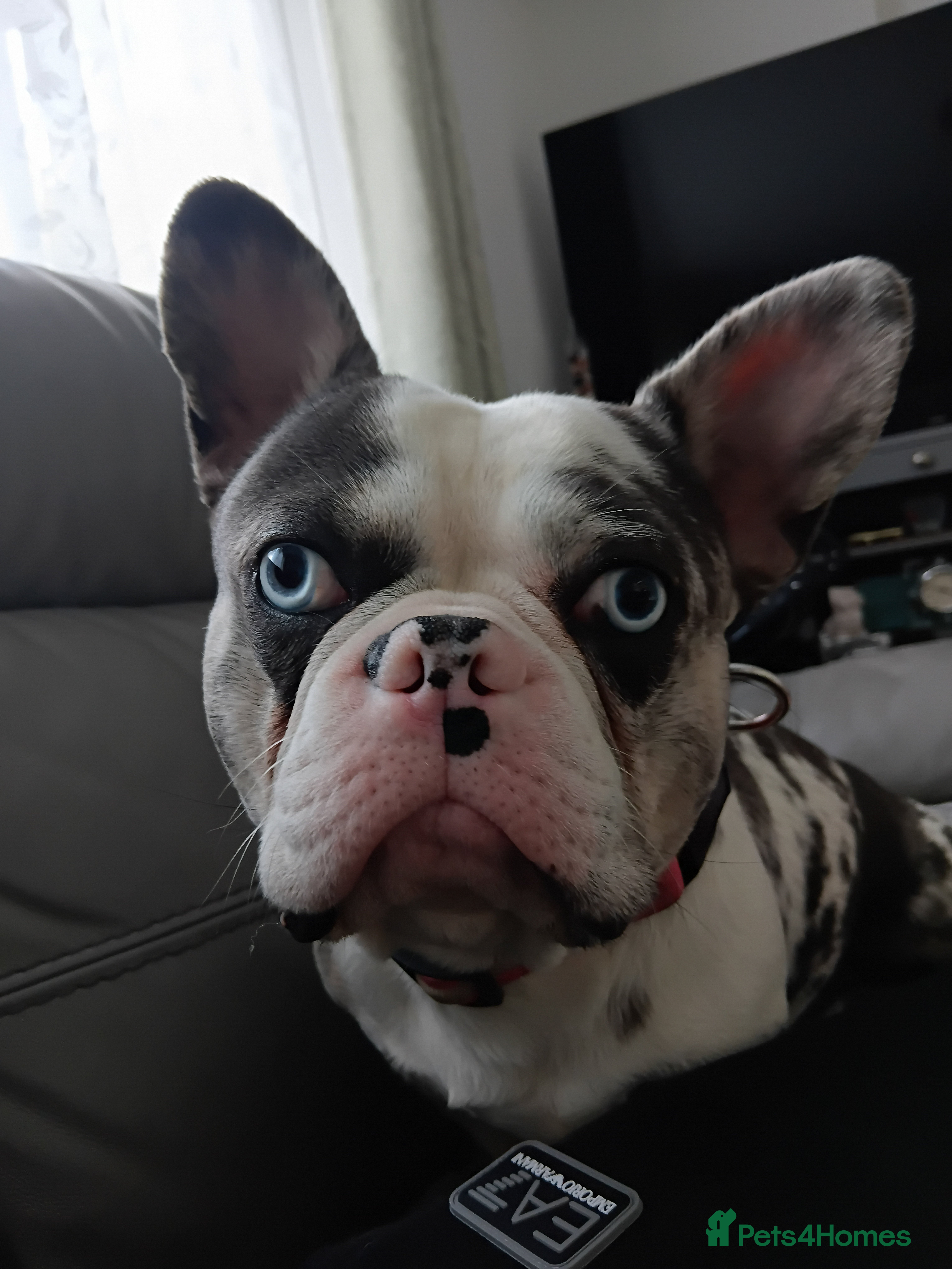 French Bulldog dogs UNIQUE 2 YEAR OLD MALE FRENCH BULLDOG (BLUE EYES)  - Advert 1