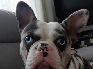 French Bulldog dogs UNIQUE 2 YEAR OLD MALE FRENCH BULLDOG (BLUE EYES) - Advert 13