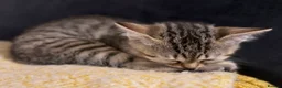 Mixed Breed cats for sale: Beautiful kittens  - Advert 5